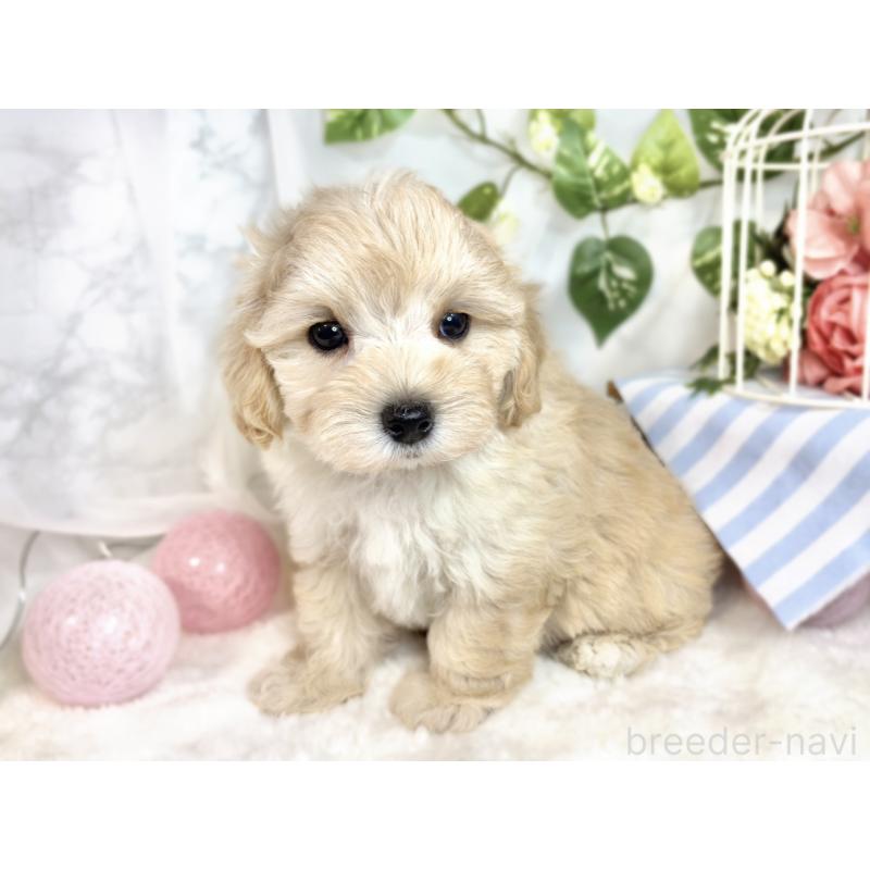 成約済の滋賀県のマルプー:マルチーズ×トイプードル-411754の3枚目